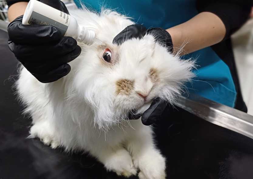 Read more about the article Jak kropić oczy zwierzętom?